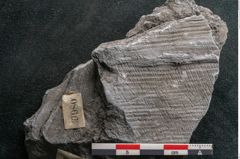 Foto (Detailansicht) von Calamites communis Ettingshausen (NHMW-GEO-2024-0188-10980)